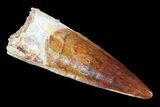 Real Spinosaurus Tooth - Excellent Tip #75209-1